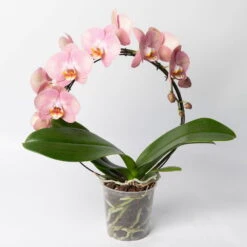 Neue Veröffentlichungen -Gartenbedarf Geschäft 0215250519 Phalaenopsis Moon rosa T12 1 117182