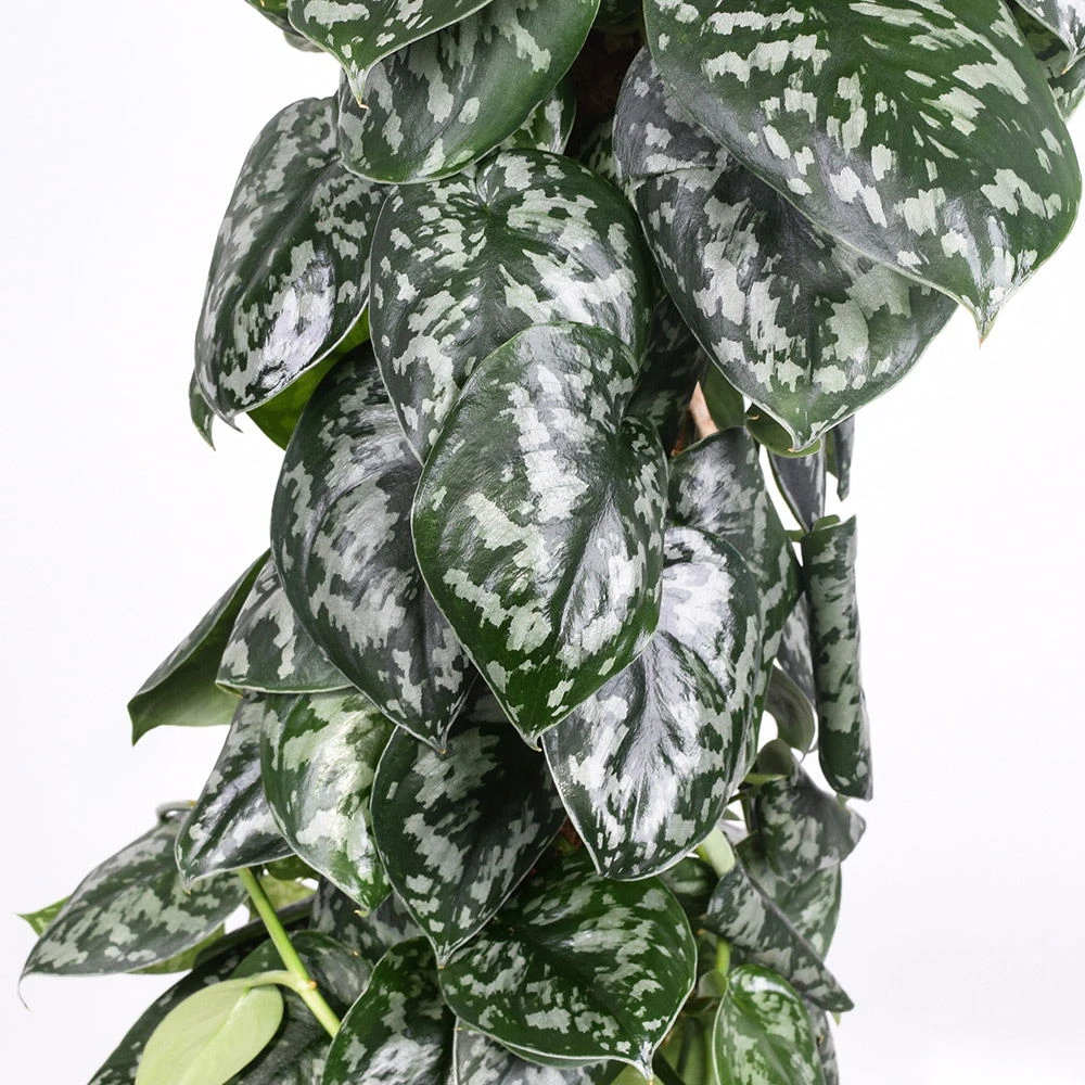 Scindapsus Pictus 'Trebie', Topf-Ø 27 Cm, Höhe Ca. 150 Cm 3 Scindapsus Pictus 'Trebie', Topf-Ø 27 Cm, Höhe Ca. 150 Cm