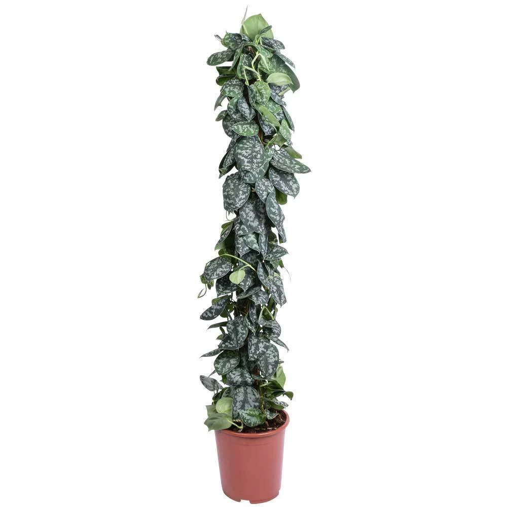 Scindapsus Pictus 'Trebie', Topf-Ø 27 Cm, Höhe Ca. 150 Cm 4 Scindapsus Pictus 'Trebie', Topf-Ø 27 Cm, Höhe Ca. 150 Cm – Bild 2