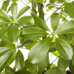 Schefflera Arboricola 'Nora', Topf-Ø 21 Cm, Höhe Ca. 55 Cm 9 Schefflera Arboricola 'Nora', Topf-Ø 21 Cm, Höhe Ca. 55 Cm -Gartenbedarf Geschäft 0220106951 Schefflera arbor Nora