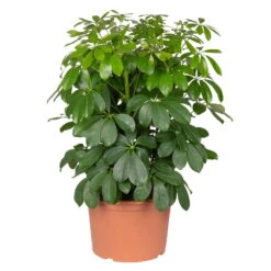 Neue Veröffentlichungen -Gartenbedarf Geschäft 0220106951 Schefflera arbor Nora 3er Tuff 21cm T H 55cm