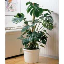 Neue Veröffentlichungen -Gartenbedarf Geschäft 0220107421 Monstera deliciosa moosstab