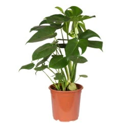 Neue Veröffentlichungen -Gartenbedarf Geschäft 0220107660 Monstera Busch 21cm T H 70cm