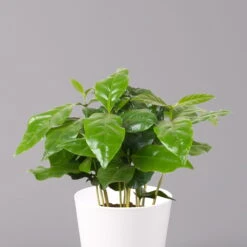 Kaffeestrauch Mit Keramiktopf Dallas Weiß, Topf-Ø 12cm, Höhe Ca. 25 Cm, 2er-Set -Gartenbedarf Geschäft 0220108253 Coffea arabica Dallas weiss 2