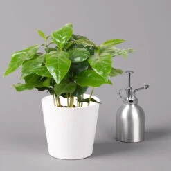 Kaffeestrauch Mit Keramiktopf Dallas Weiß, Topf-Ø 12cm, Höhe Ca. 25 Cm, 2er-Set -Gartenbedarf Geschäft 0220108253 Coffea arabica Dallas weiss 3