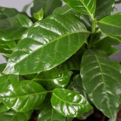 Kaffeestrauch Mit Keramiktopf Dallas Weiß, Topf-Ø 12cm, Höhe Ca. 25 Cm, 2er-Set -Gartenbedarf Geschäft 0220108253 Coffea arabica Dallas weiss 4