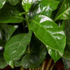 Kaffeestrauch Mit Keramiktopf Dallas Weiß, Topf-Ø 12cm, Höhe Ca. 25 Cm, 2er-Set -Gartenbedarf Geschäft 0220108253 Coffea arabica Dallas weiss 5