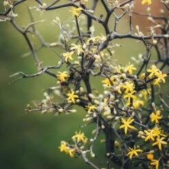 Zickzackstrauch, Inkl. Übertopf Dallas Weiß, Topf-Ø 13 Cm, Höhe Ca. 25 Cm 12 Zickzackstrauch, Inkl. Übertopf Dallas Weiß, Topf-Ø 13 Cm, Höhe Ca. 25 Cm -Gartenbedarf Geschäft 0220108510 0220108511 0220108515 0220108516 0220108517 0220108518 0220108519 0220108520 Corokia 1 116837 1