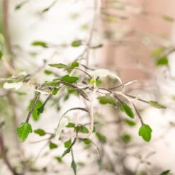 Zickzackstrauch, Inkl. Übertopf Dallas Weiß, Topf-Ø 13 Cm, Höhe Ca. 25 Cm 11 Zickzackstrauch, Inkl. Übertopf Dallas Weiß, Topf-Ø 13 Cm, Höhe Ca. 25 Cm -Gartenbedarf Geschäft 0220108510 0220108511 0220108515 0220108516 0220108517 0220108518 0220108519 0220108520 Corokia 2 116838 1