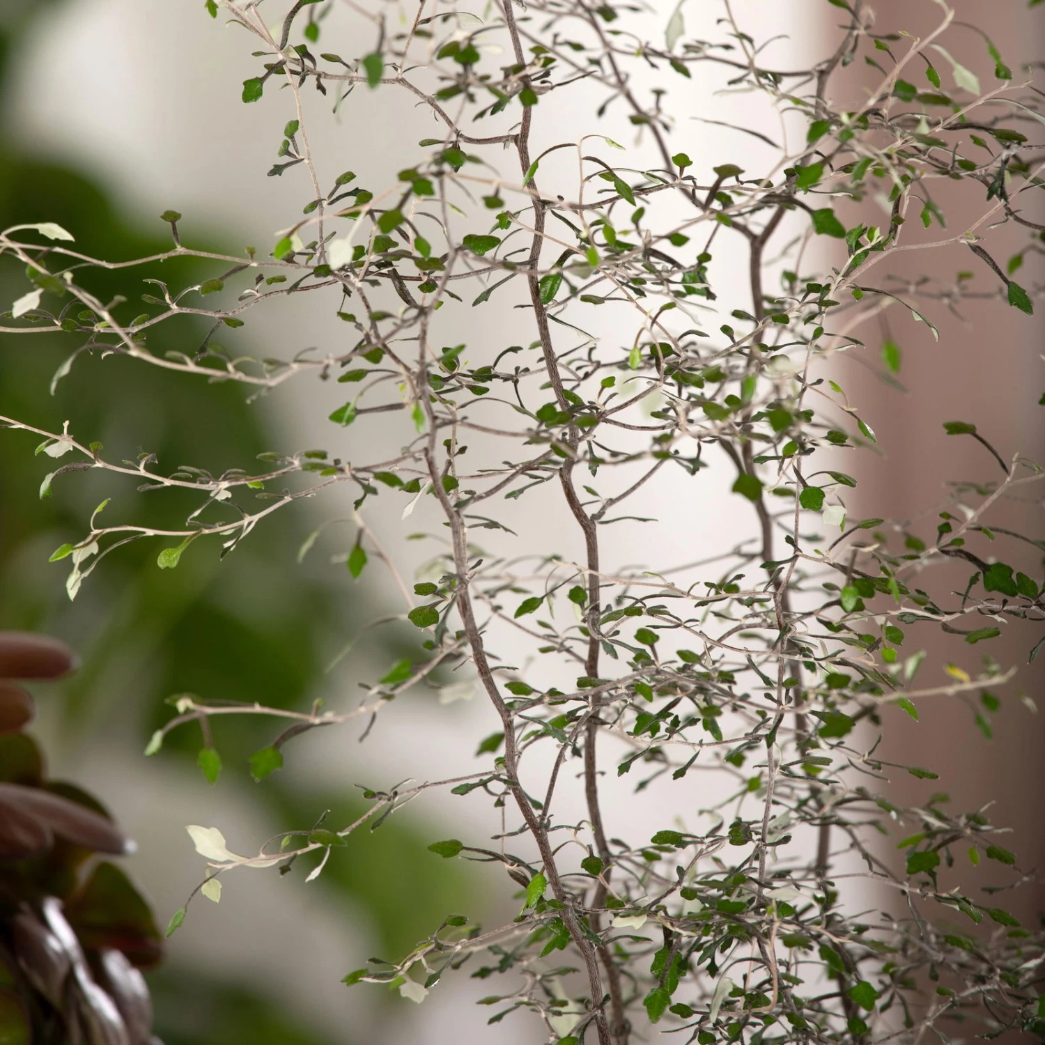 Zickzackstrauch, Inkl. Übertopf Dallas Weiß, Topf-Ø 13 Cm, Höhe Ca. 25 Cm 3 Zickzackstrauch, Inkl. Übertopf Dallas Weiß, Topf-Ø 13 Cm, Höhe Ca. 25 Cm