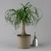 Elefantenfuß 'Mayapalme', Topf-Ø 19 Cm, Höhe Ca. 50 Cm -Gartenbedarf Geschäft 0220120057 Beaucarnea Mayapalme ST 19cmT H60cm 1 126957