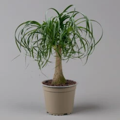 Elefantenfuß 'Mayapalme', Topf-Ø 19 Cm, Höhe Ca. 50 Cm 14 Elefantenfuß 'Mayapalme', Topf-Ø 19 Cm, Höhe Ca. 50 Cm -Gartenbedarf Geschäft 0220120057 Beaucarnea Mayapalme ST 19cmT H60cm 2 126958