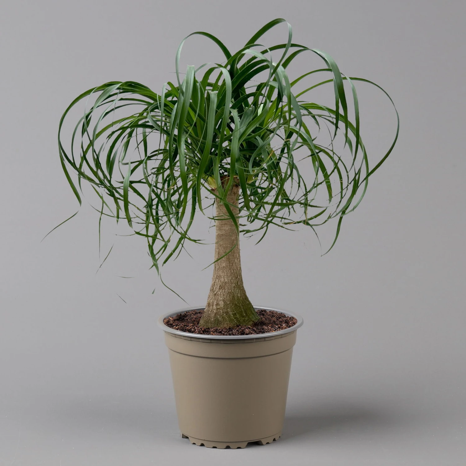 Elefantenfuß 'Mayapalme', Topf-Ø 19 Cm, Höhe Ca. 50 Cm 7 Elefantenfuß 'Mayapalme', Topf-Ø 19 Cm, Höhe Ca. 50 Cm – Bild 5