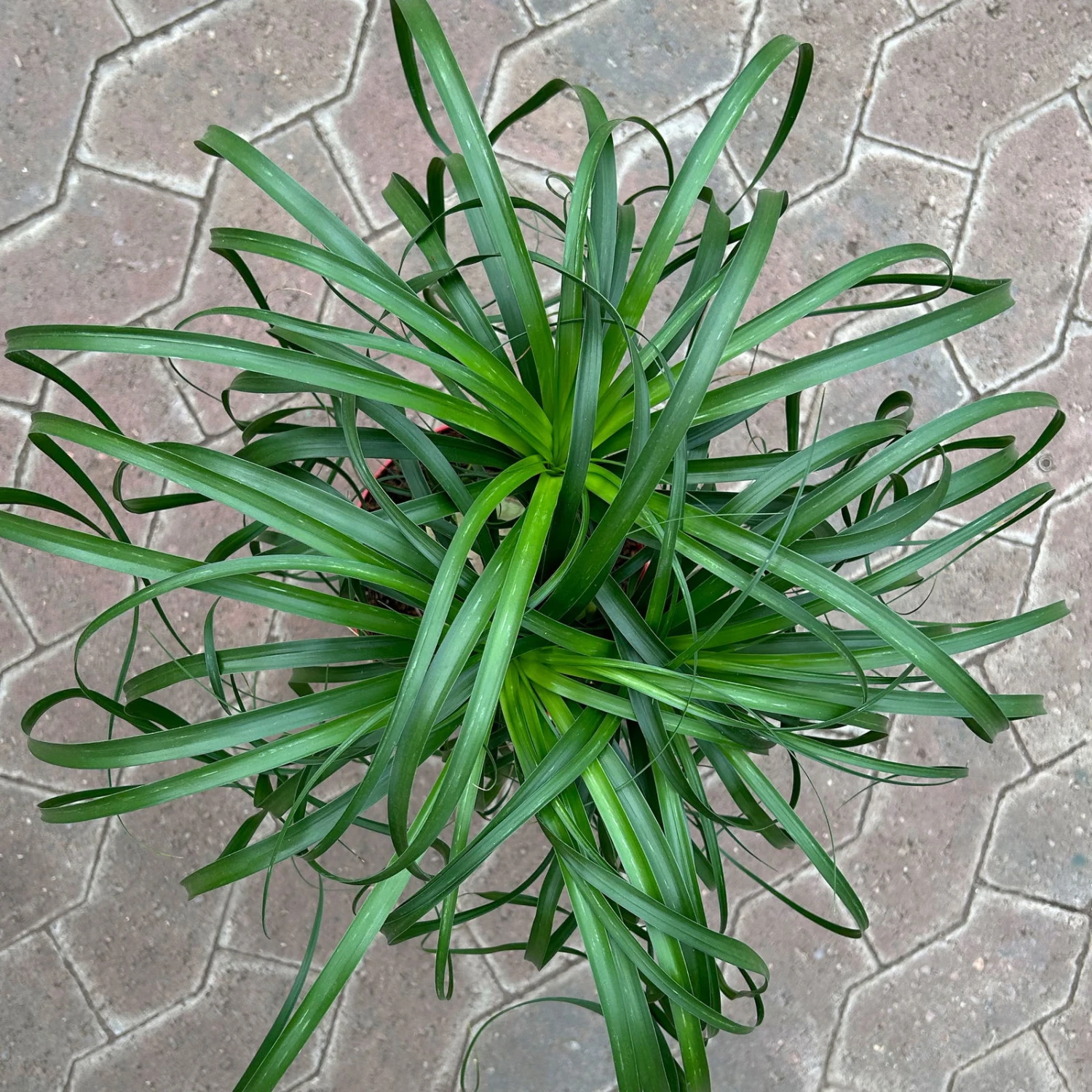 Elefantenfuß 'Mayapalme', Topf-Ø 19 Cm, Höhe Ca. 50 Cm 4 Elefantenfuß 'Mayapalme', Topf-Ø 19 Cm, Höhe Ca. 50 Cm – Bild 2