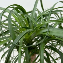 Elefantenfuß 'Mayapalme', Topf-Ø 19 Cm, Höhe Ca. 50 Cm 13 Elefantenfuß 'Mayapalme', Topf-Ø 19 Cm, Höhe Ca. 50 Cm -Gartenbedarf Geschäft 0220120057 Beaucarnea Mayapalme ST 19cmT H60cm 6 126550