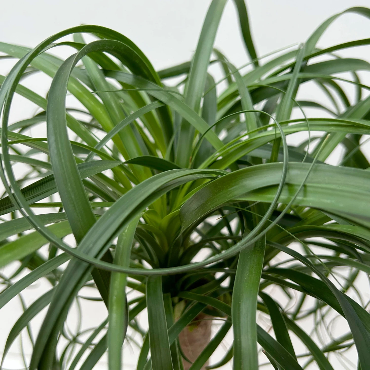 Elefantenfuß 'Mayapalme', Topf-Ø 19 Cm, Höhe Ca. 50 Cm 6 Elefantenfuß 'Mayapalme', Topf-Ø 19 Cm, Höhe Ca. 50 Cm – Bild 4