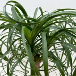 Elefantenfuß 'Mayapalme', Topf-Ø 19 Cm, Höhe Ca. 50 Cm 12 Elefantenfuß 'Mayapalme', Topf-Ø 19 Cm, Höhe Ca. 50 Cm -Gartenbedarf Geschäft 0220120057 Beaucarnea Mayapalme ST 19cmT H60cm 7 126549