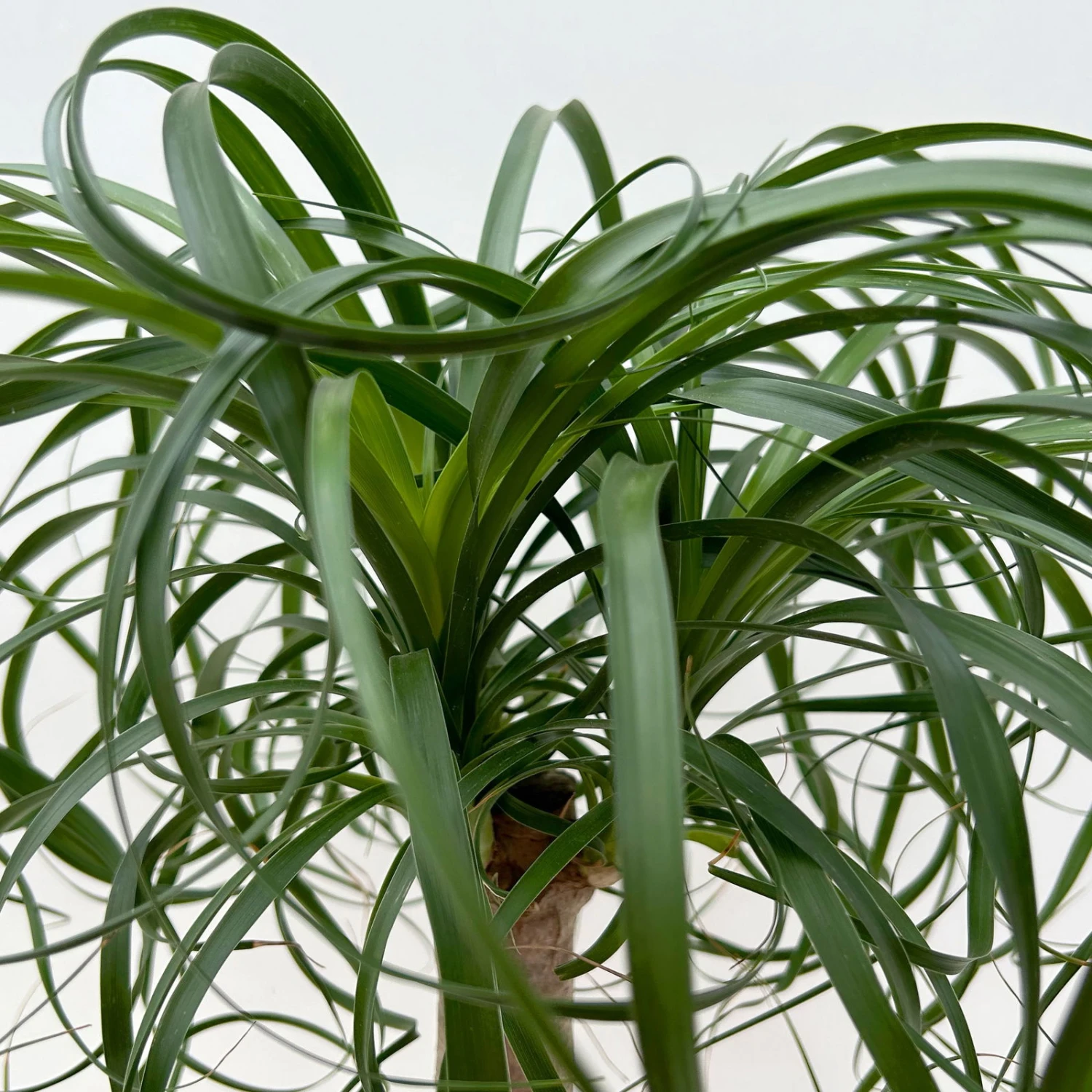 Elefantenfuß 'Mayapalme', Topf-Ø 19 Cm, Höhe Ca. 50 Cm 5 Elefantenfuß 'Mayapalme', Topf-Ø 19 Cm, Höhe Ca. 50 Cm – Bild 3