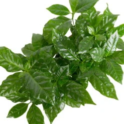 Grünpflanzen Trend-Mix, Aufrecht Wachsend , Topf 12 Cm Ø -Gartenbedarf Geschäft 0220150064