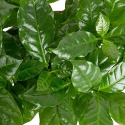 Grünpflanzen Trend-Mix, Aufrecht Wachsend , Topf 12 Cm Ø -Gartenbedarf Geschäft 0220150064 1