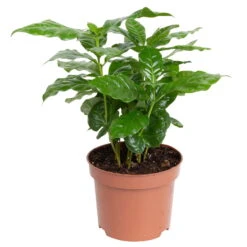 Grünpflanzen Trend-Mix, Aufrecht Wachsend , Topf 12 Cm Ø -Gartenbedarf Geschäft 0220150064 1 1