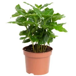 Grünpflanzen Trend-Mix, Aufrecht Wachsend , Topf 12 Cm Ø -Gartenbedarf Geschäft 0220150064 2