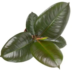 Grünpflanzen Trend-Mix, Aufrecht Wachsend , Topf 12 Cm Ø -Gartenbedarf Geschäft 0220150064 3