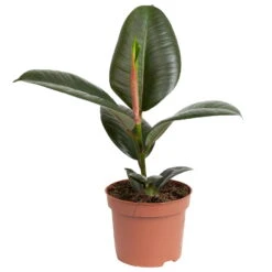 Grünpflanzen Trend-Mix, Aufrecht Wachsend , Topf 12 Cm Ø -Gartenbedarf Geschäft 0220150064 4