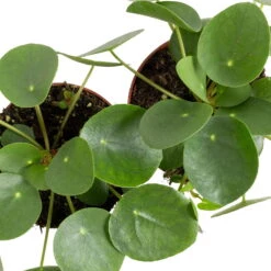 Grünpflanzen Trend-Mix, Aufrecht Wachsend , Topf 12 Cm Ø -Gartenbedarf Geschäft 0220150064 6