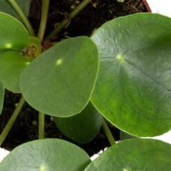 Grünpflanzen Trend-Mix, Aufrecht Wachsend , Topf 12 Cm Ø -Gartenbedarf Geschäft 0220150064 6 1