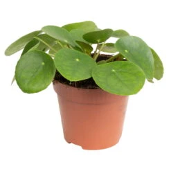 Grünpflanzen Trend-Mix, Aufrecht Wachsend , Topf 12 Cm Ø -Gartenbedarf Geschäft 0220150064 7