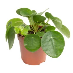 Grünpflanzen Trend-Mix, Aufrecht Wachsend , Topf 12 Cm Ø -Gartenbedarf Geschäft 0220150064 8