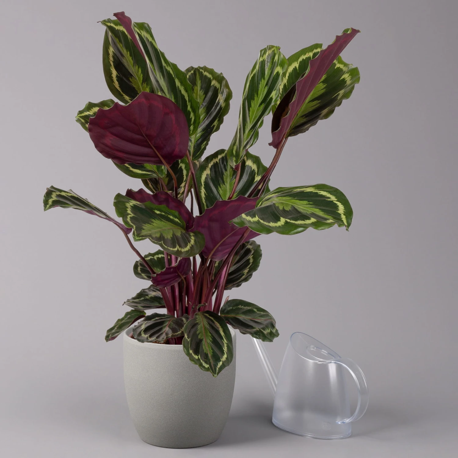 Calathea 'Medallion', Topf-Ø 19 Cm, Höhe Ca. 85 Cm 5 Calathea 'Medallion', Topf-Ø 19 Cm, Höhe Ca. 85 Cm – Bild 3