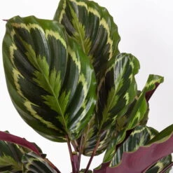 Calathea 'Medallion', Topf-Ø 19 Cm, Höhe Ca. 85 Cm 11 Calathea 'Medallion', Topf-Ø 19 Cm, Höhe Ca. 85 Cm -Gartenbedarf Geschäft 0220160008 Calathea Medaillon 19cm 4 109550