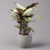 Calathea Majestica 'Whitestar', Topf-Ø 19 Cm, Höhe Ca. 60-80 Cm -Gartenbedarf Geschäft 0220160078 Calathea majestica Whitestar 1