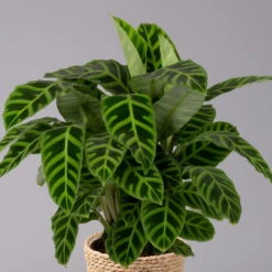 Calathea Zebrina Mit Dekokorb Osaka, Topf-Ø 19 Cm, Höhe Ca. 65 Cm -Gartenbedarf Geschäft 0220160140 Calathea zebrina im Dekokorb Osaka 2