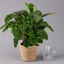 Calathea Zebrina Mit Dekokorb Osaka, Topf-Ø 19 Cm, Höhe Ca. 65 Cm -Gartenbedarf Geschäft 0220160140 Calathea zebrina im Dekokorb Osaka 3