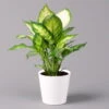 Dieffenbachie 'Camilla' Mit Keramiktopf Dallas Weiß, Topf-Ø12cm, Höhe Ca. 25 Cm -Gartenbedarf Geschäft 0220170079 Dieffenbachia Camilla Dallas weiss 12