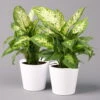 Dieffenbachie 'Compacta' Mit Keramiktopf Dallas Weiß, Topf-Ø12cm, 2er-Set -Gartenbedarf Geschäft 0220170082 Dieffenbachia Compacta mit Topf Dallas weiss 2er Set