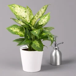 Dieffenbachie 'Compacta' Mit Keramiktopf Dallas Weiß, Topf-Ø12cm, 2er-Set -Gartenbedarf Geschäft 0220170084 Dieffenbachia Compacta mit Topf Dallas weiss 3