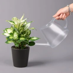 Dieffenbachie 'Cool Beauty' Mit Keramiktopf Dallas Anthrazit, Topf-Ø12cm -Gartenbedarf Geschäft 0220170091 Dieffenbachia Cool Beauty Dallas anthrazit 32