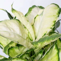 Dieffenbachie 'Cool Beauty' Mit Keramiktopf Dallas Anthrazit, Topf-Ø12cm -Gartenbedarf Geschäft 0220170091 Dieffenbachia Cool Beauty Dallas anthrazit 42