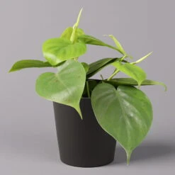 Philodendron Scandens In Topf Anthrazit, Topf-Ø 12 Cm, Höhe Ca 20 Cm, 3er-Set -Gartenbedarf Geschäft 0220180208 Philo scand inkl Topf Dallas anthrazit 12