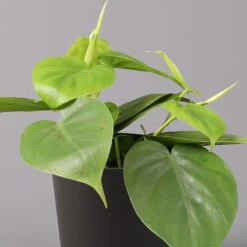 Philodendron Scandens In Topf Anthrazit, Topf-Ø 12 Cm, Höhe Ca 20 Cm, 3er-Set -Gartenbedarf Geschäft 0220180208 Philo scand inkl Topf Dallas anthrazit 22