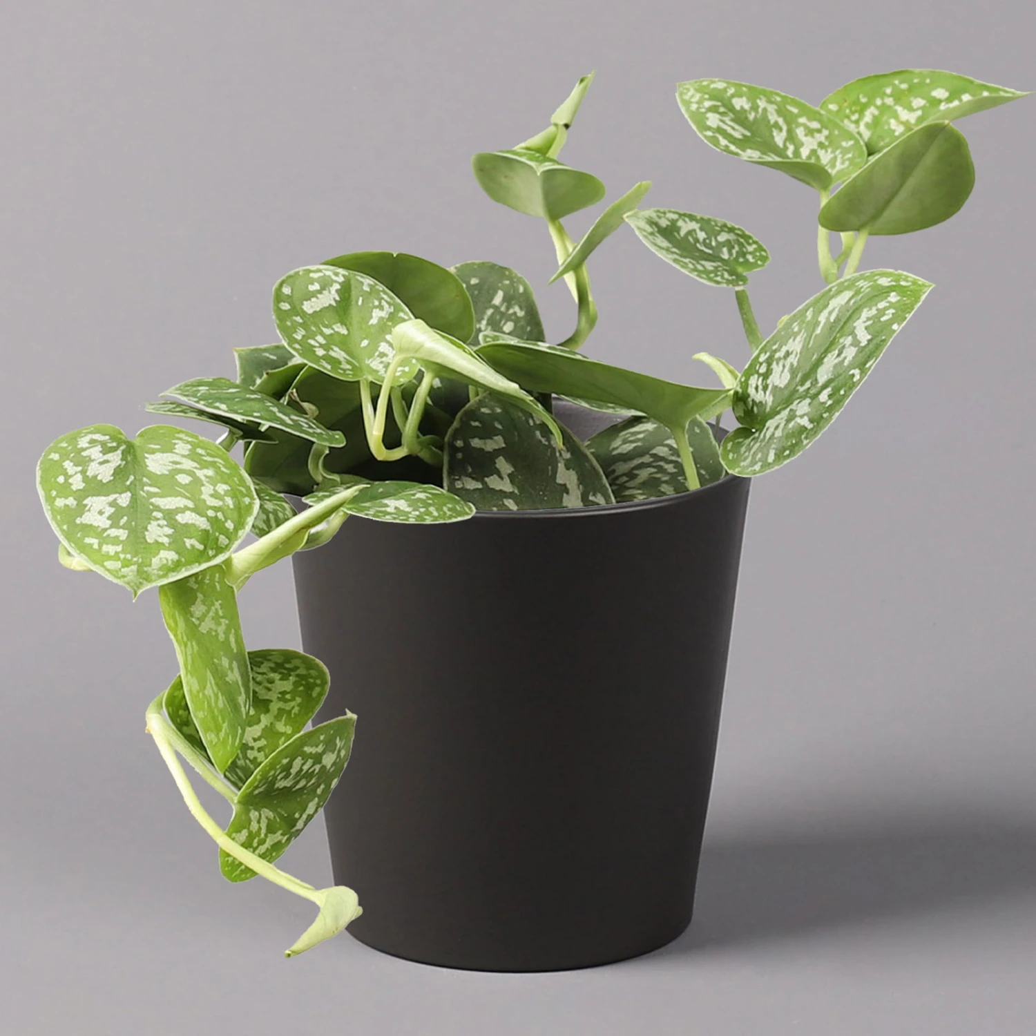 Gefleckte Efeutute 'Argyraeus, In Keramiktopf Anthrazit, Topf-Ø 12 Cm, 3er-Set 4 Gefleckte Efeutute 'Argyraeus, In Keramiktopf Anthrazit, Topf-Ø 12 Cm, 3er-Set – Bild 2