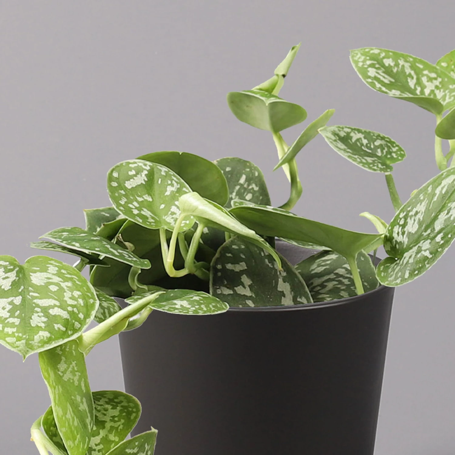 Gefleckte Efeutute 'Argyraeus, In Keramiktopf Anthrazit, Topf-Ø 12 Cm, 3er-Set 5 Gefleckte Efeutute 'Argyraeus, In Keramiktopf Anthrazit, Topf-Ø 12 Cm, 3er-Set – Bild 3