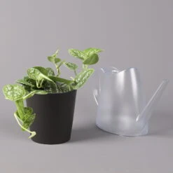 Gefleckte Efeutute 'Argyraeus, In Keramiktopf Anthrazit, Topf-Ø 12 Cm, 3er-Set 12 Gefleckte Efeutute 'Argyraeus, In Keramiktopf Anthrazit, Topf-Ø 12 Cm, 3er-Set -Gartenbedarf Geschäft 0220180211 Scind pict Argyraeus Topf Dallas anthrazit 3