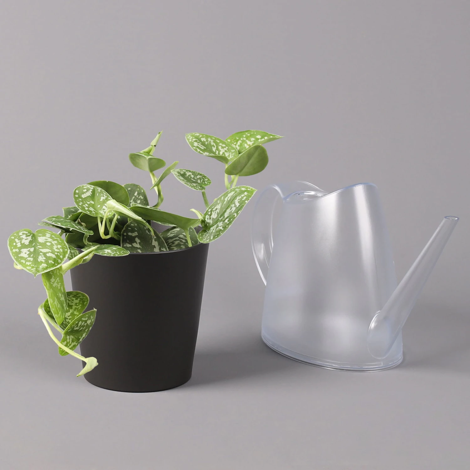 Gefleckte Efeutute 'Argyraeus, In Keramiktopf Anthrazit, Topf-Ø 12 Cm, 3er-Set 6 Gefleckte Efeutute 'Argyraeus, In Keramiktopf Anthrazit, Topf-Ø 12 Cm, 3er-Set – Bild 4