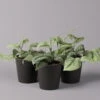 Gefleckte Efeutute 'Trebie' In Keramiktopf Anthrazit, Topf-Ø 12 Cm, 3er-Set -Gartenbedarf Geschäft 0220180214 Scindapsus pictus Trebie mit Dallas anth 12cm 3er Set WS