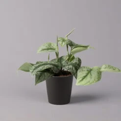 Gefleckte Efeutute 'Trebie' In Keramiktopf Anthrazit, Topf-Ø 12 Cm, 3er-Set -Gartenbedarf Geschäft 0220180215 Scindapsus pictus Trebie mit Dallas anth 12cm WS 1